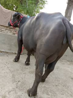 bahut Khubsurat acchi acchi nasl ki cow