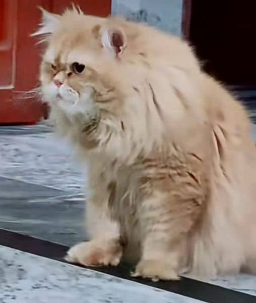 punch face Persian triple coat male cat available for mating 0