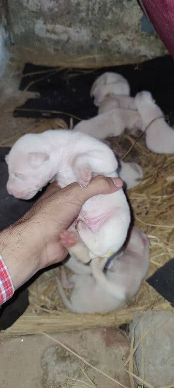 gultair dog puppies are available  for sale top quality puppies 3