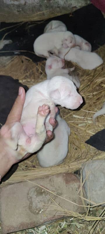 gultair dog puppies are available  for sale top quality puppies 4