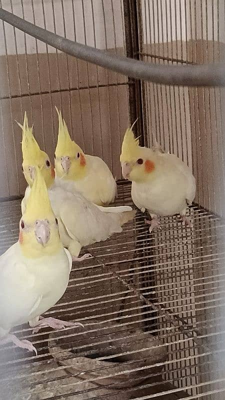 Selling cocktail parrots 1