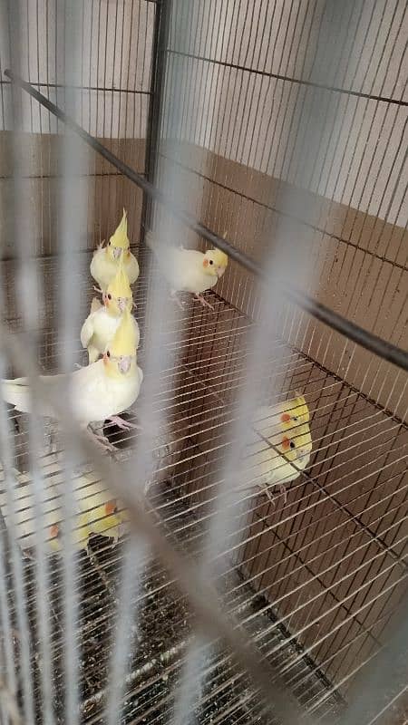 Selling cocktail parrots 2