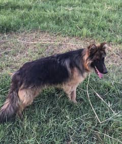 german shepherd long coated