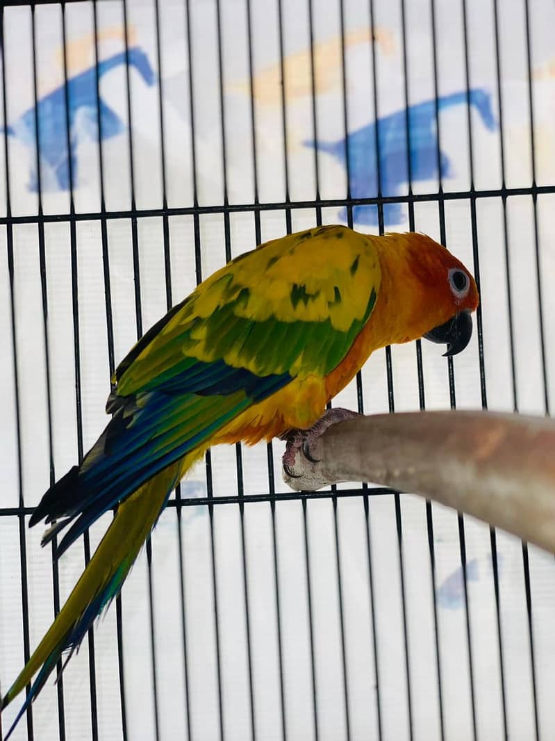 Sun Conure for Sale – Lahore main Parindon ki Sab Se Bari Market 4