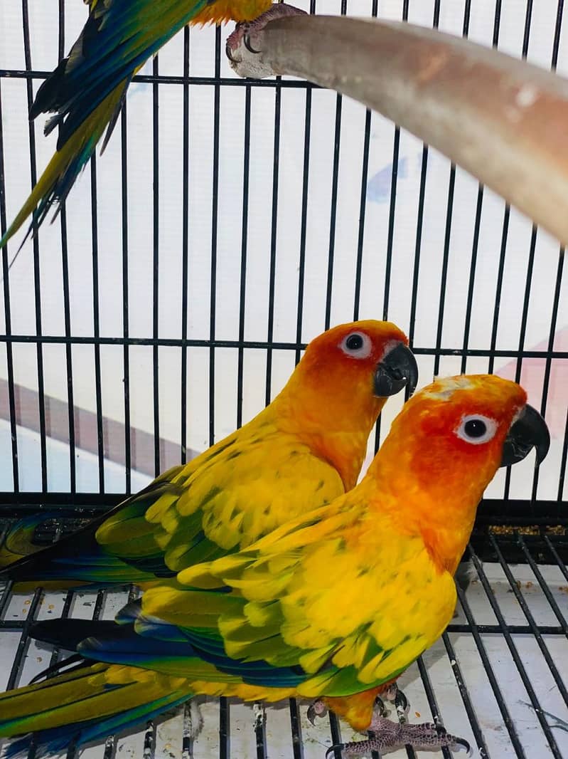 Sun Conure for Sale – Lahore main Parindon ki Sab Se Bari Market 1