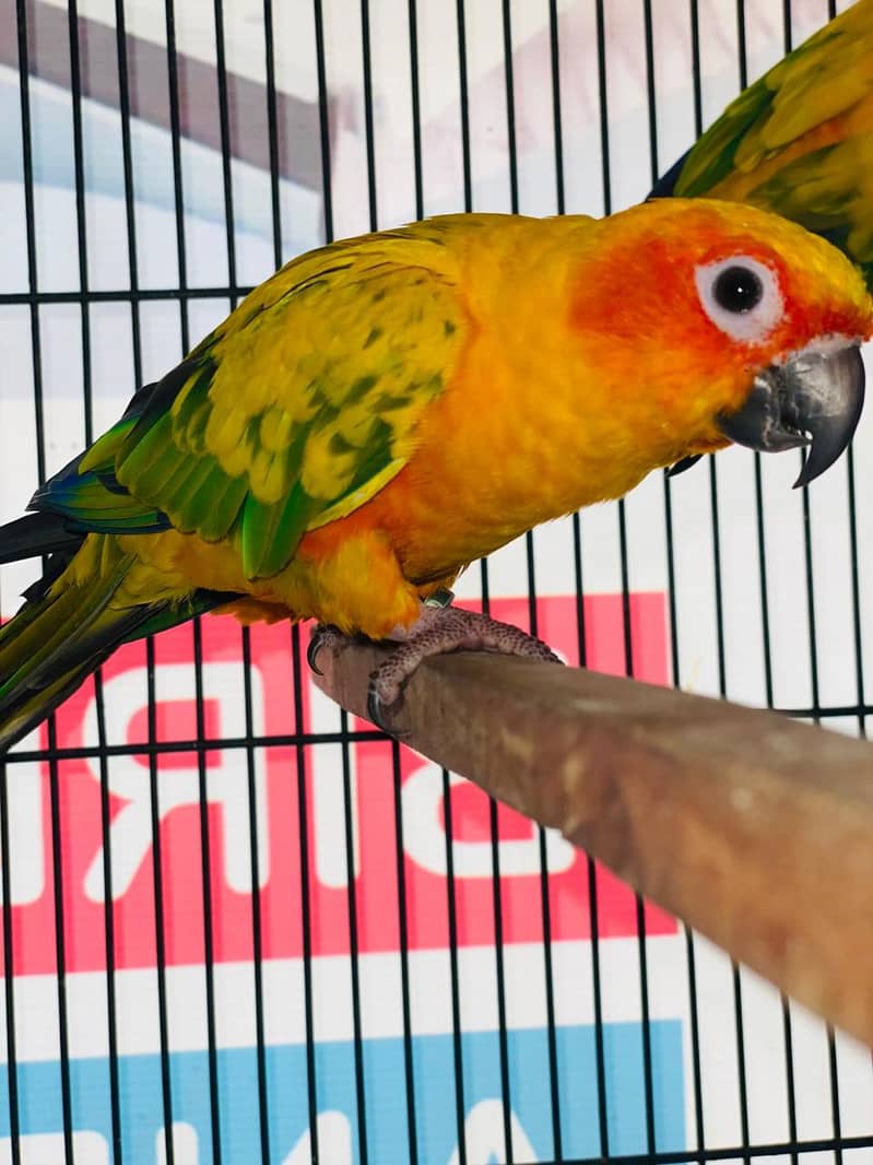 Sun Conure for Sale – Lahore main Parindon ki Sab Se Bari Market 2