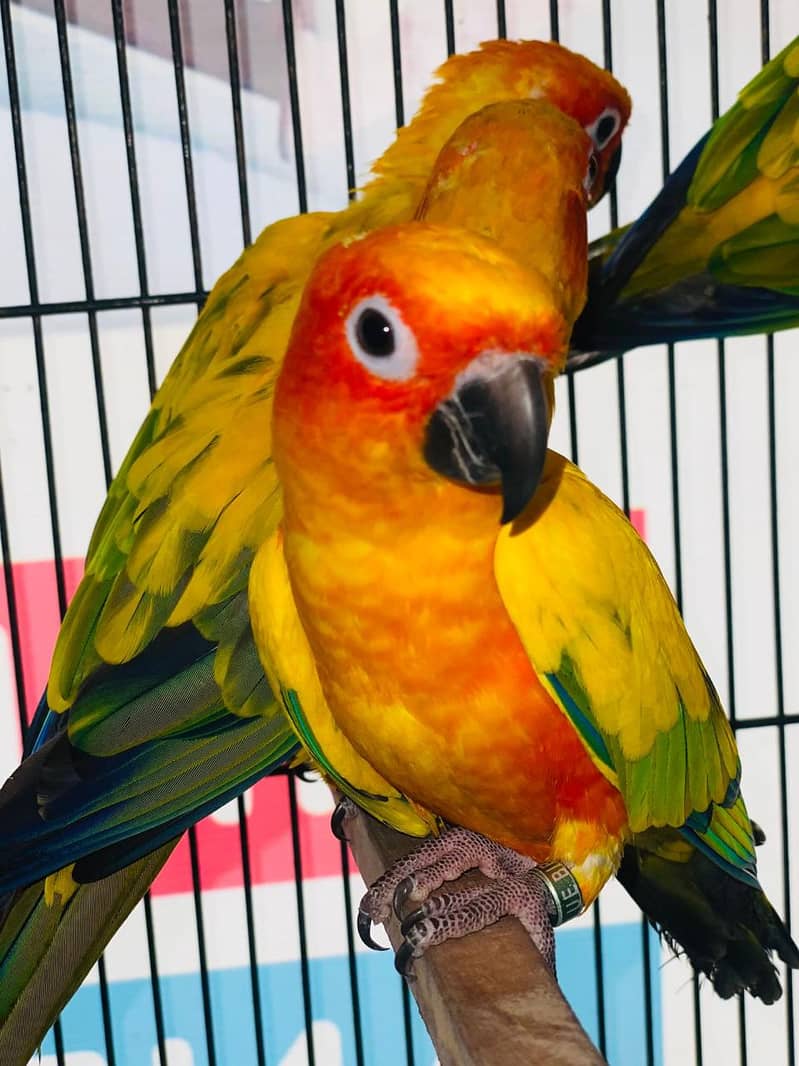 Sun Conure for Sale – Lahore main Parindon ki Sab Se Bari Market 3