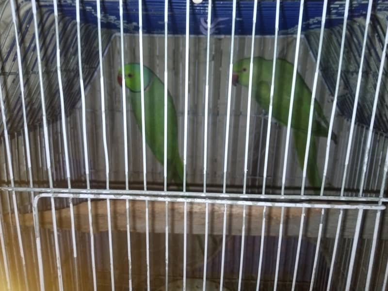 Green ringneck pair 3