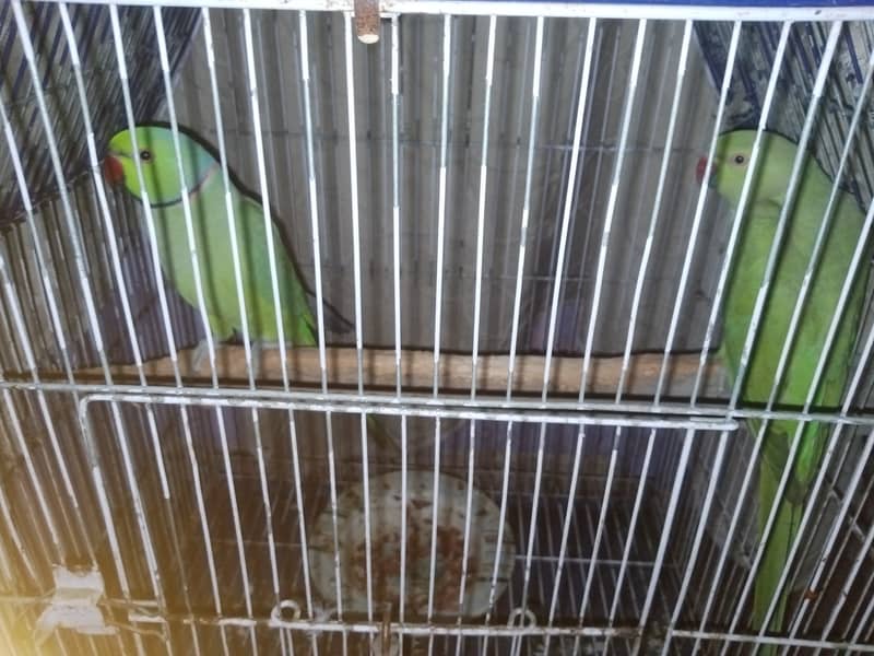 Green ringneck pair 4