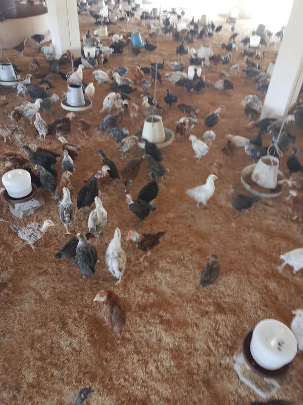 mazz poultry faram 1