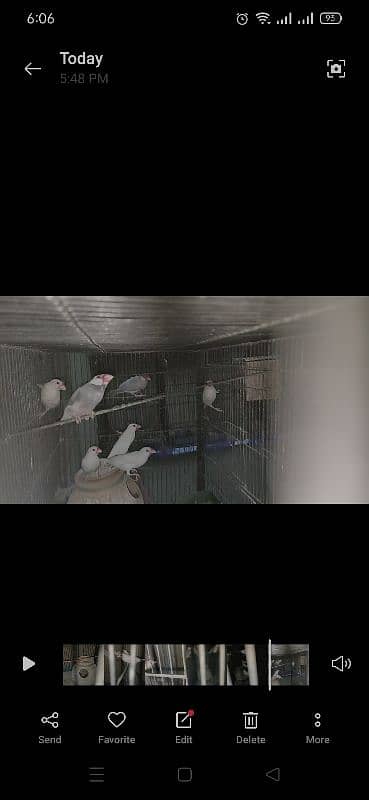 5 white aur 3 gray java hai available for sale 0