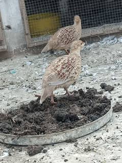 Pure Irani guranted breeder pair healty active cargo not available