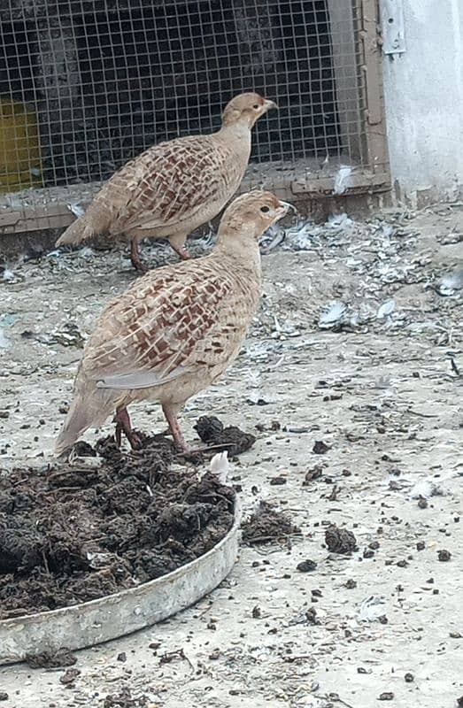 Pure Irani guranted breeder pair healty active cargo not available 1