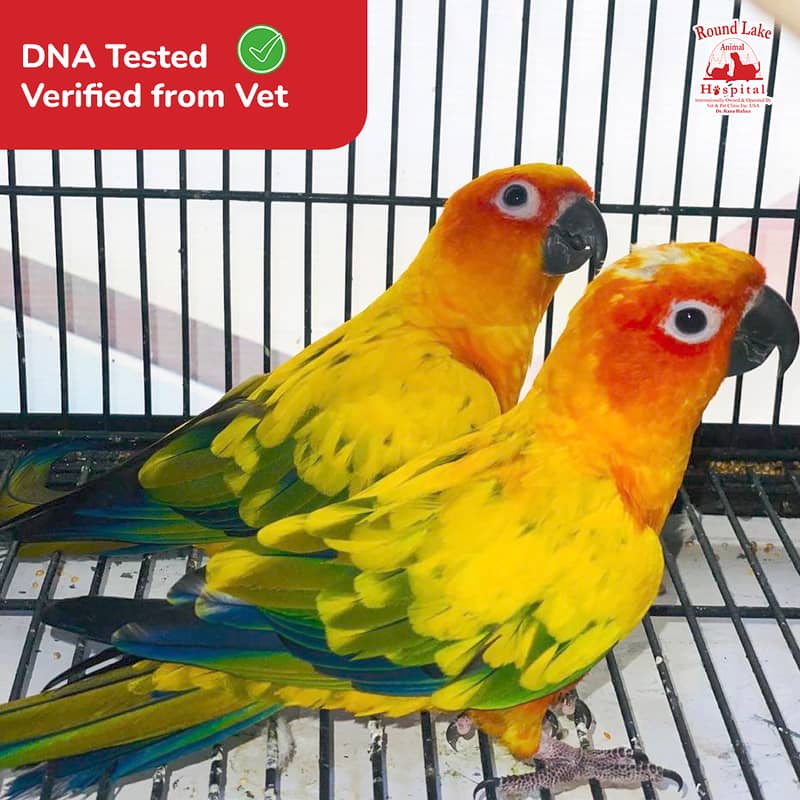 Sun Conure for Sale – Lahore main Parindon ki Sab Se Bari Market 0