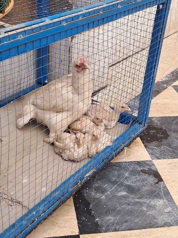 one female with 4 chicken baby 0