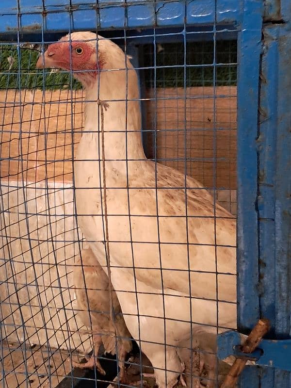 one female with 4 chicken baby 2