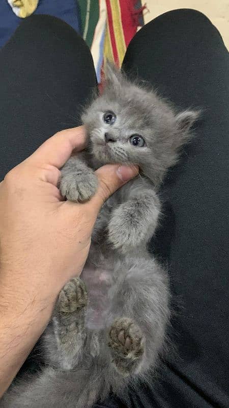 5 kids of Russian Cat each 11000 age is 30 days 4