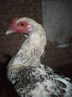 Aseel hens for sale | Aseel murga for sale