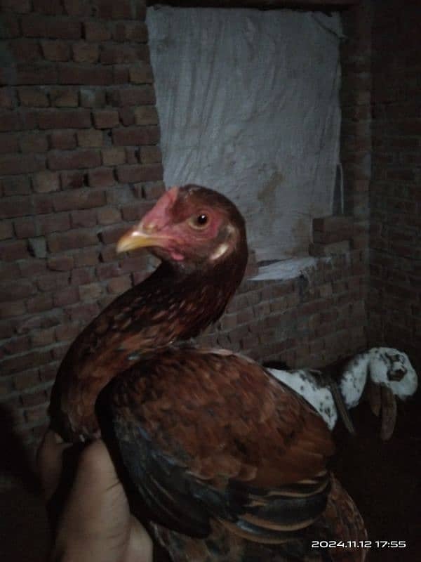 Aseel hens for sale | Aseel murga for sale 5