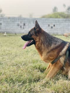 Top Line German stud male up for garb