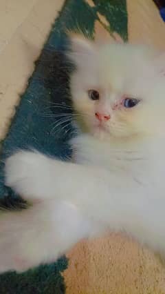 himalayan and persian kitten