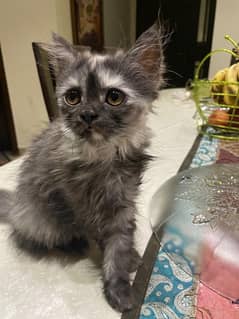 Persian kitten looking for new loving home