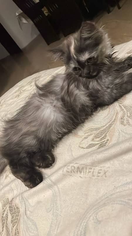 Persian kitten looking for new loving home 1