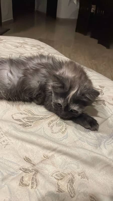 Persian kitten looking for new loving home 2