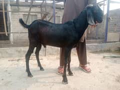 Desi cross bakra