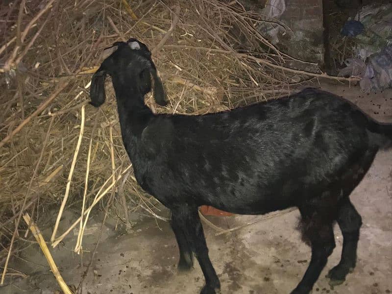 Goat for sale 1