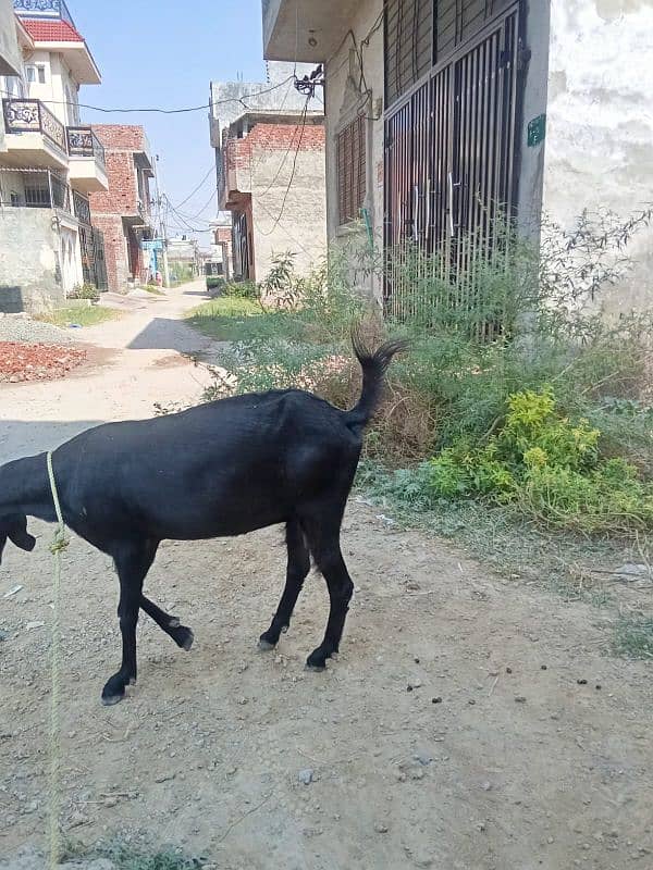 Goat for sale 2