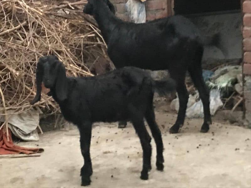 Goat for sale 6