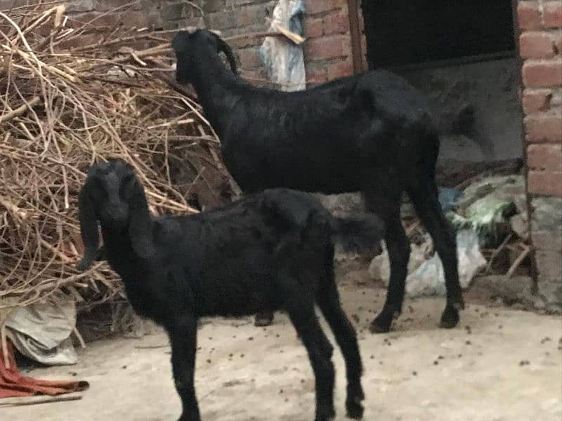 Goat for sale 7