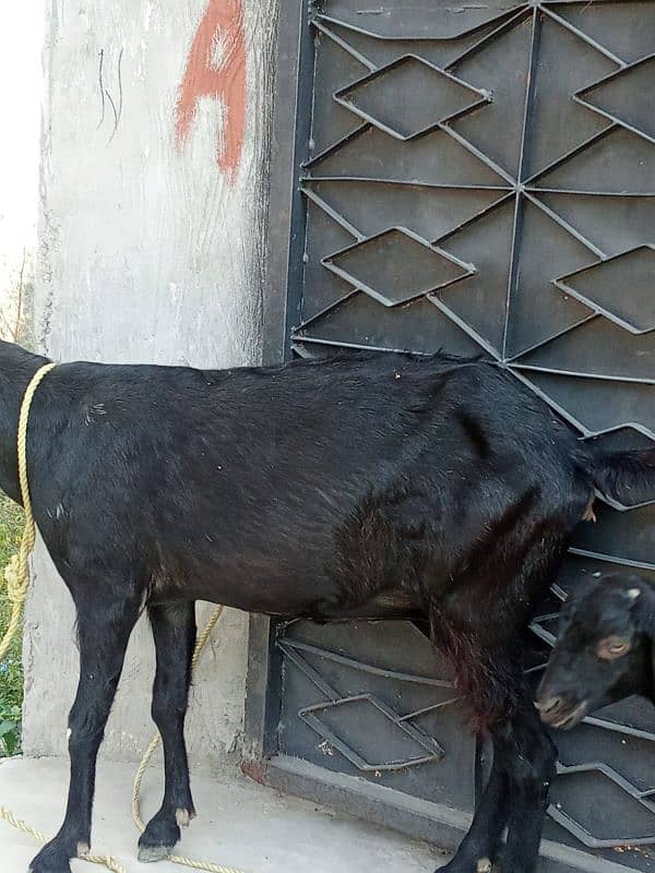 Goat for sale 8