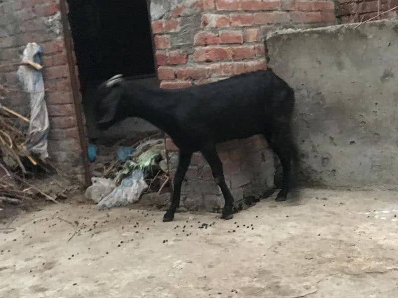 Goat for sale 9