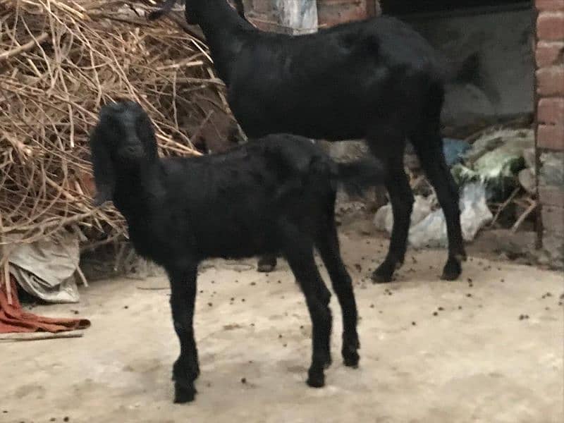 Goat for sale 10