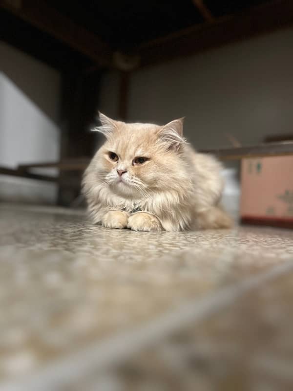 Tripple coated doll face persian male cat 3