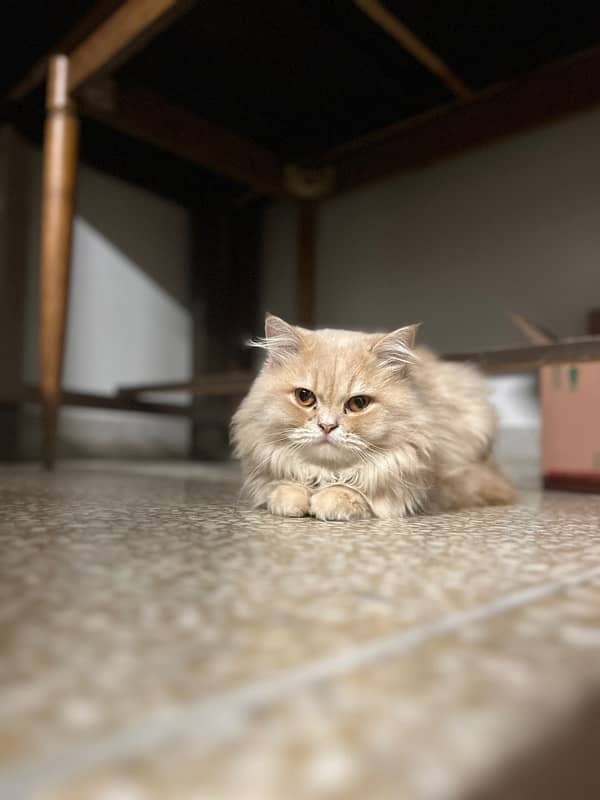 Tripple coated doll face persian male cat 4