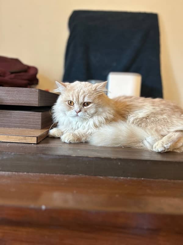 Tripple coated doll face persian male cat 7