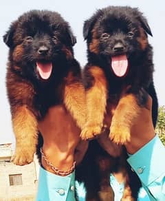 German Shepherd puppies