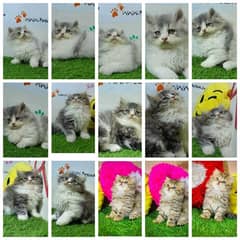 Persian cat | Persian kitten |Triple coated kitten |Eyes color Hazel