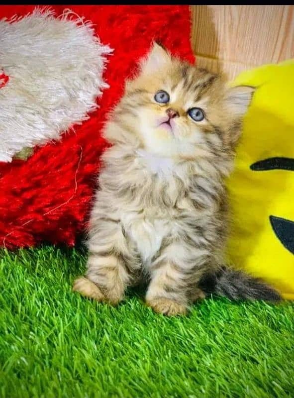 Persian cat | Persian kitten |Triple coated kitten |Eyes color Hazel 1