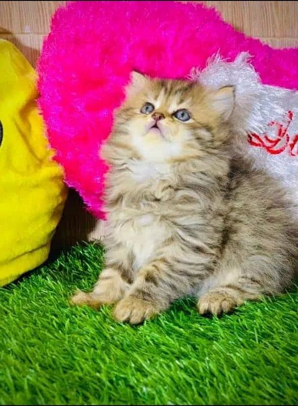 Persian cat | Persian kitten |Triple coated kitten |Eyes color Hazel 2