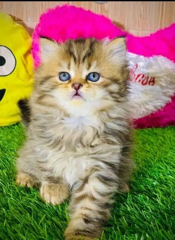 Persian cat | Persian kitten |Triple coated kitten |Eyes color Hazel 3