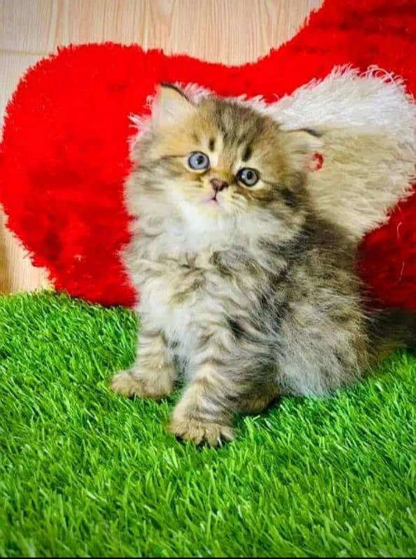 Persian cat | Persian kitten |Triple coated kitten |Eyes color Hazel 4