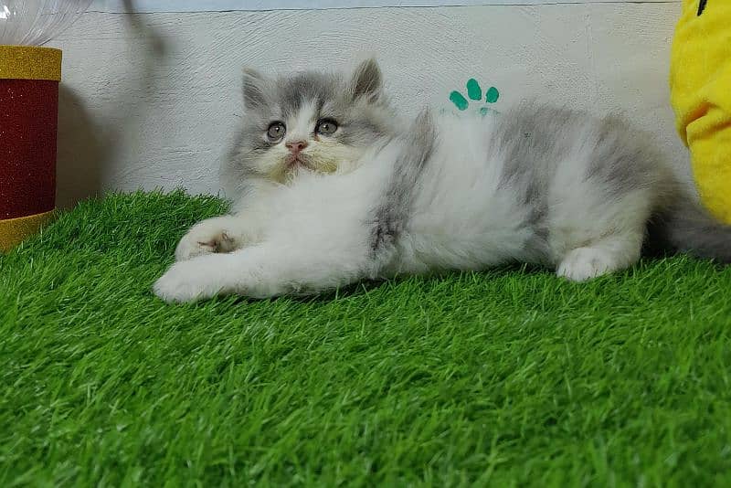 Persian cat | Persian kitten |Triple coated kitten |Eyes color Hazel 5