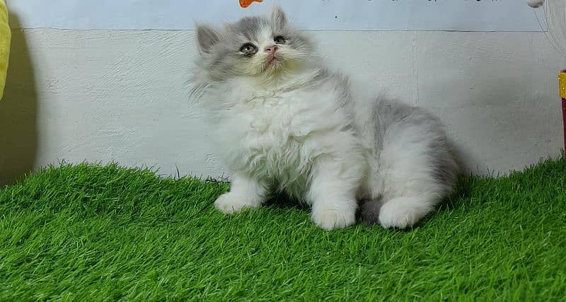 Persian cat | Persian kitten |Triple coated kitten |Eyes color Hazel 6