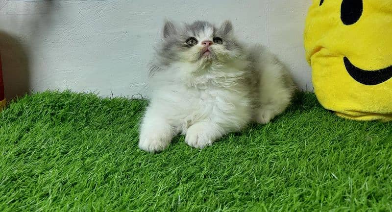 Persian cat | Persian kitten |Triple coated kitten |Eyes color Hazel 7