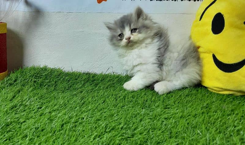 Persian cat | Persian kitten |Triple coated kitten |Eyes color Hazel 8