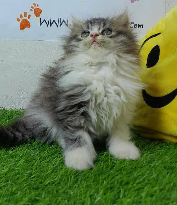 Persian cat | Persian kitten |Triple coated kitten |Eyes color Hazel 9